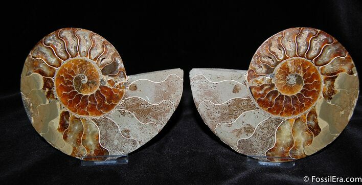 Inch With Cut And Polished Ammonite #385